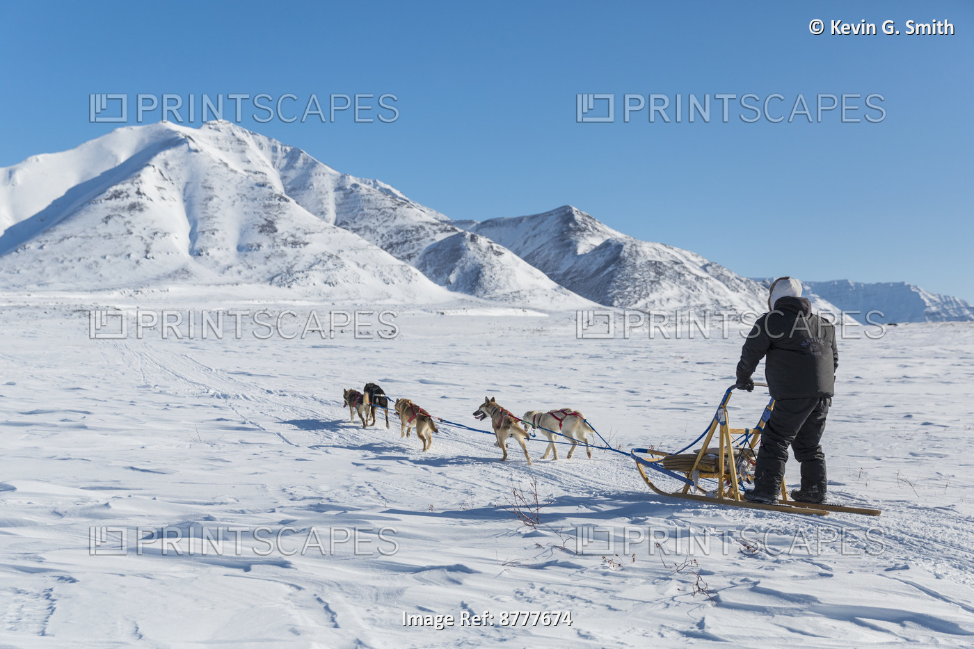 Native Man Driving A Dog Team In Anaktuvuk Pass, Gates Of The Arctic National ...