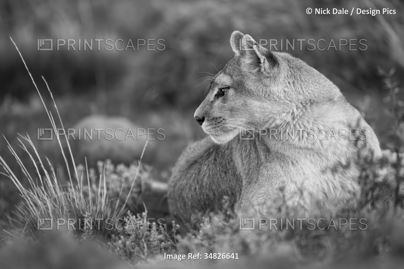 Monochrome close-up of puma (Puma concolor) lying amongst bushes in Torres del ...